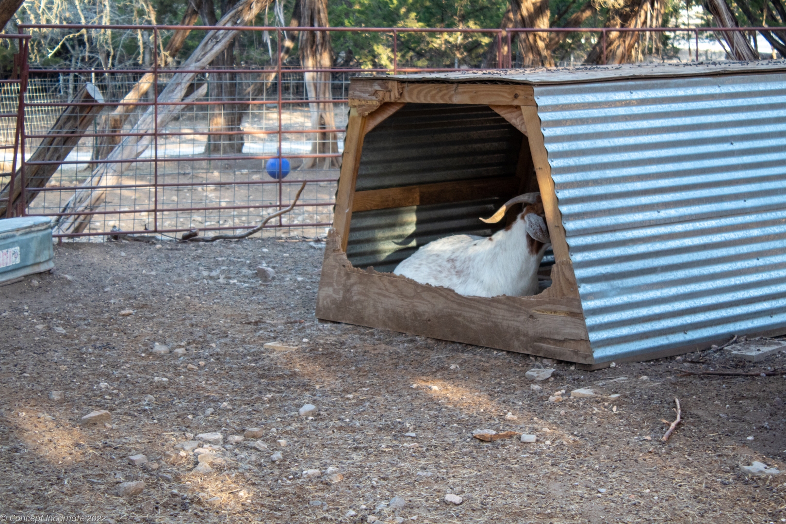 goat resting in shelter