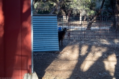 Goat peering out from shelter.