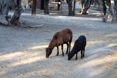 Wild roaming goats.