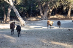 Wild roaming goats.