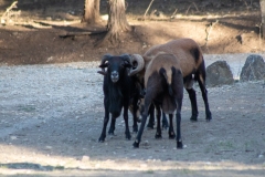 Wild roaming goats.