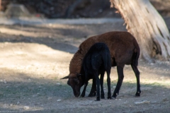 Wild roaming goats.