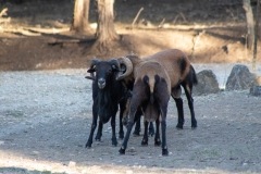 Wild roaming goats.