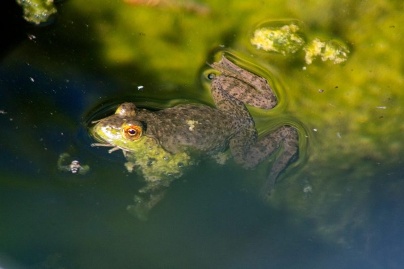 Rio Grande frog.