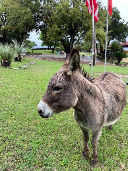 Jill the donkey