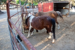 Mini horses eating feed.