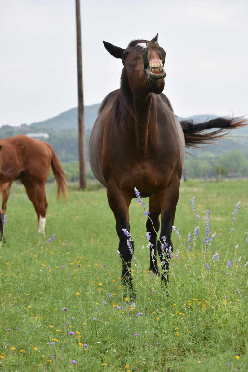 Horse smiling and running
