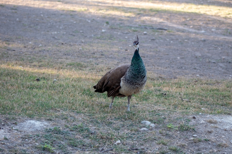 Female peacock.
