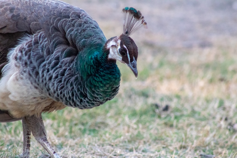 Female peacock.