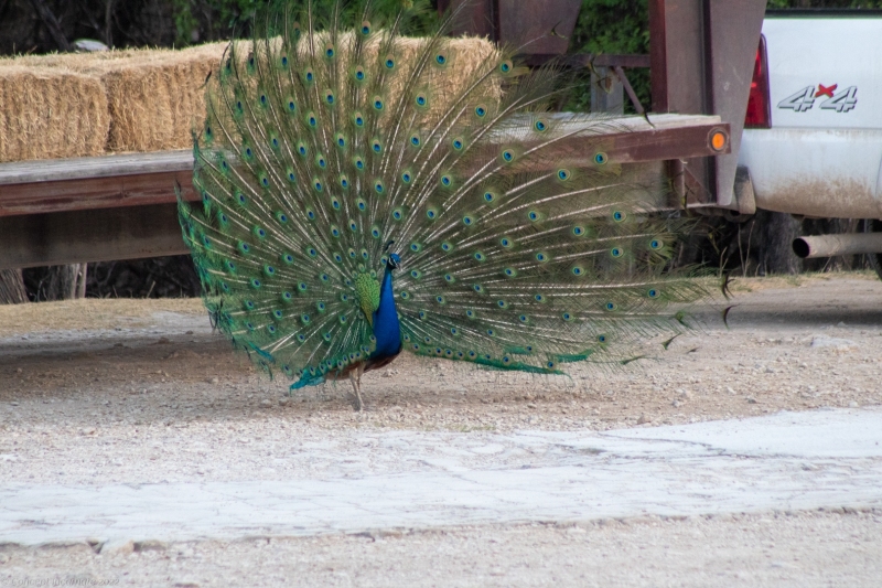 Peacock near hay truck.