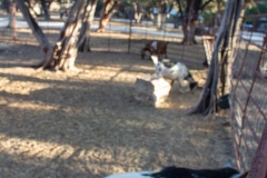 Goats eating feed.