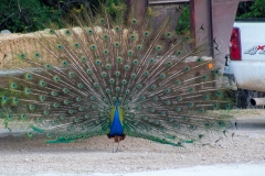 Peacock near hay truck.