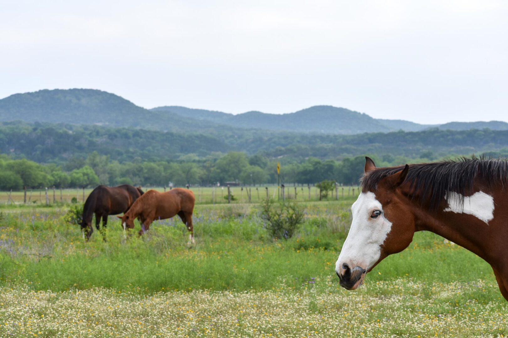 Texas horses in prairie with flowers at Mayan Dude Ranch