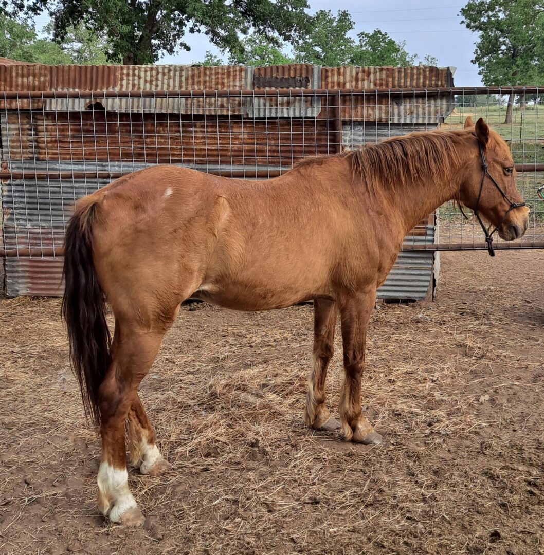 Stogie, training rescue mustang