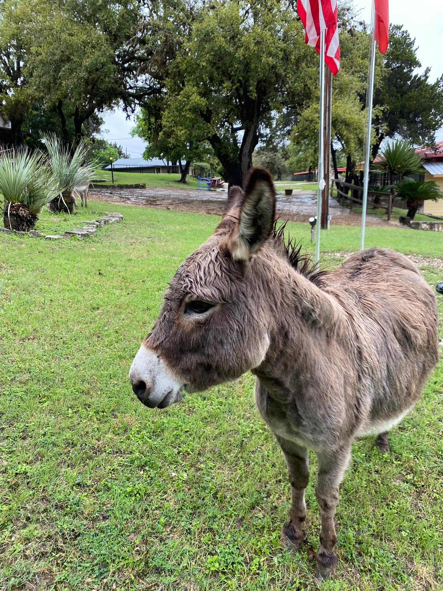 Jill, the donkey