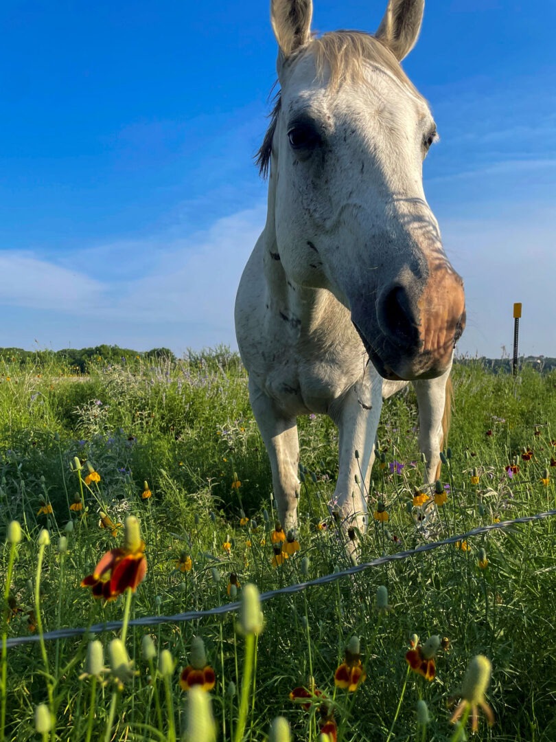 Elmer, a horse in a field