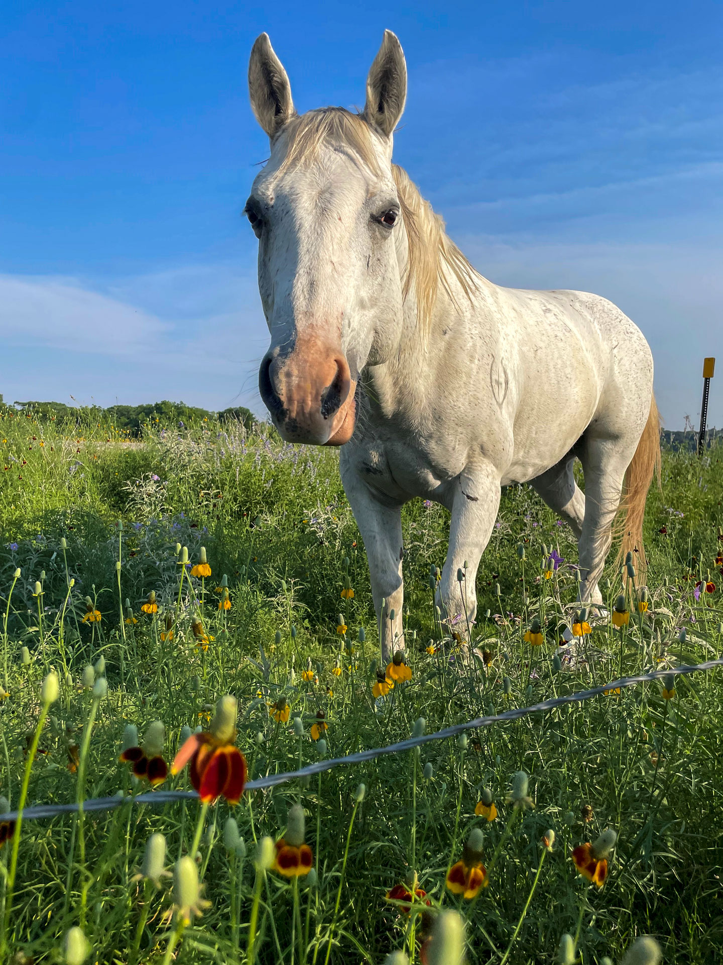 Elmer in a flower field